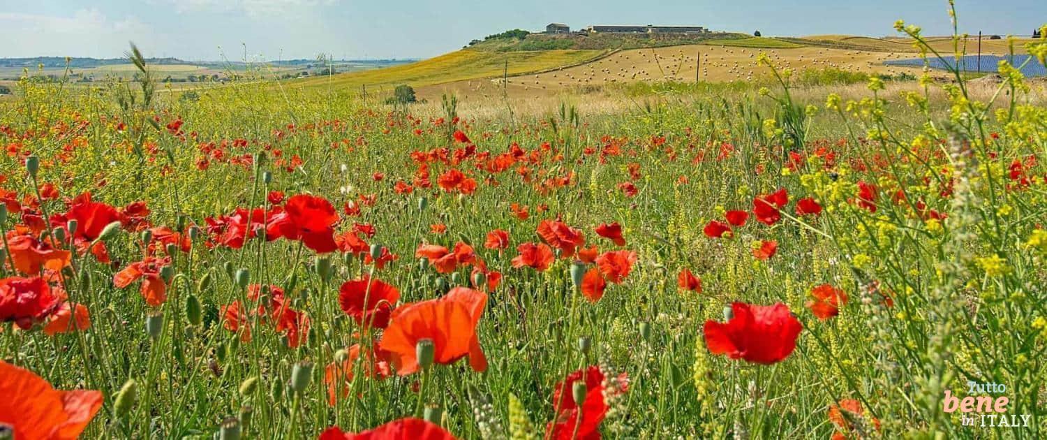 Blühendes Apulien, Mohnfeld Apulien Mohnfeld Murgia - der beste Ort für Yoga Urlaub in Apulien