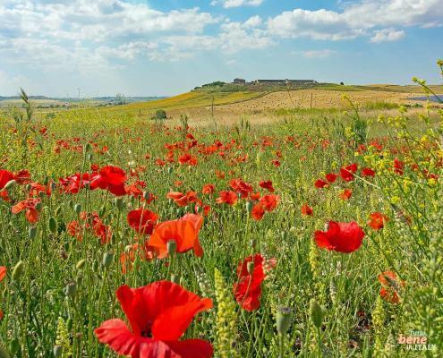 Puglia Poppy field Murgia - best palce for yoga retreat in Apulia