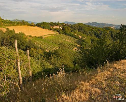 Wine growing in Piedmont • m24o Piedmont with Wine growing in Italy, the region of slow food