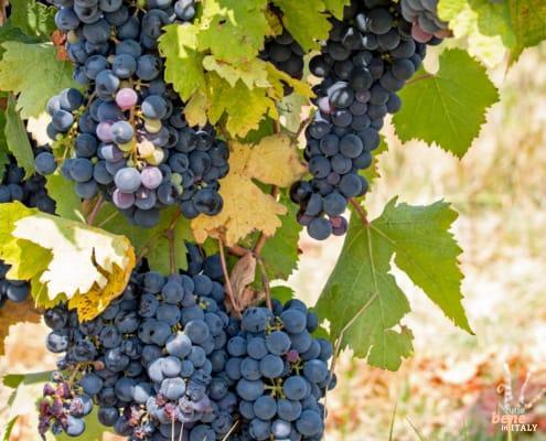 Piedmont with the best Italian Wine, Barolo