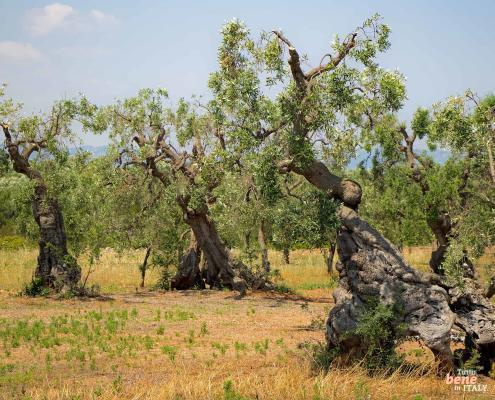 Old olive trees in an olive grove in Salento, Apulia, Italy