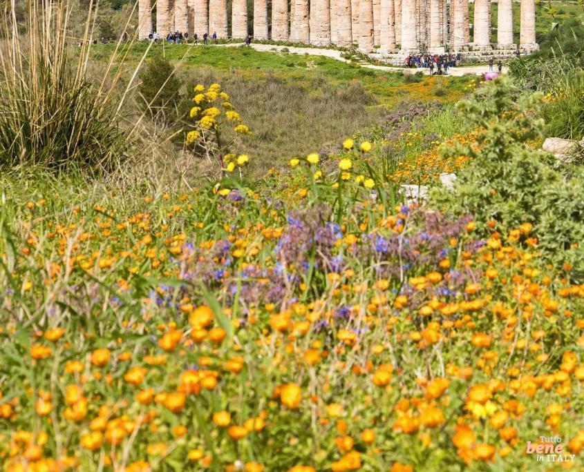 Segesta Temple, famous archeological site • m24o The archaeological park of Segesta is one of the most famous tourist attractions in western Sicily.