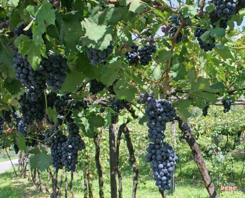 Pinot Noir wine tasting