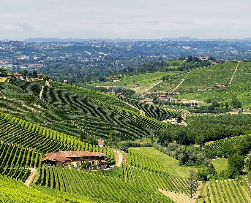 Weinberge in der Langhe