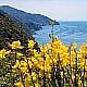 Mediterranean flora with gorse in the Cinque Terre