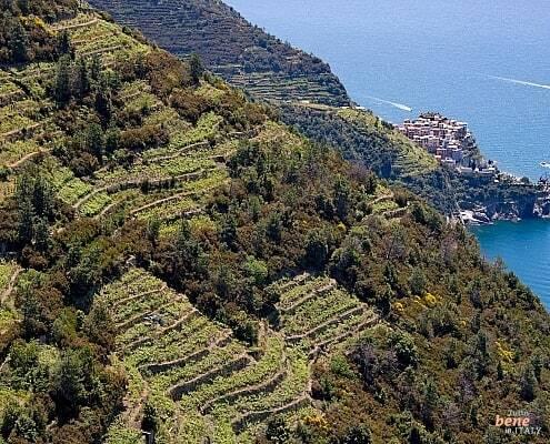Weinterrassen über den Klippen in den Cinque Terre, Italien