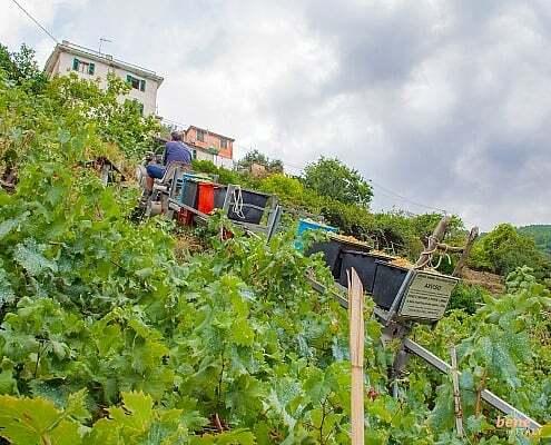 Trenino in the steep slopes of the Cinque Terre • m24o The Trenino is used for the grape harvest in the steep slopes of the Cinque Terre