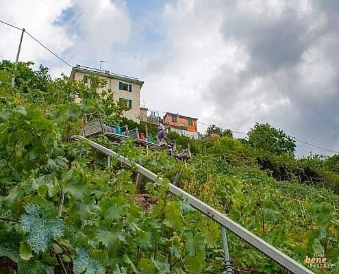 Grape harvest in the terraces of Cinque Terre • m24o Wineyrd with the Trenino on the steep slopes of the Cinque Terre