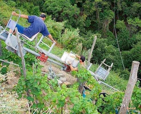 Grape harvest with the Trenino in the Cinque Terre, Italy • m24o The grape harvest with the Trenino is a challenge on the steep slopes of the Cinque Terre