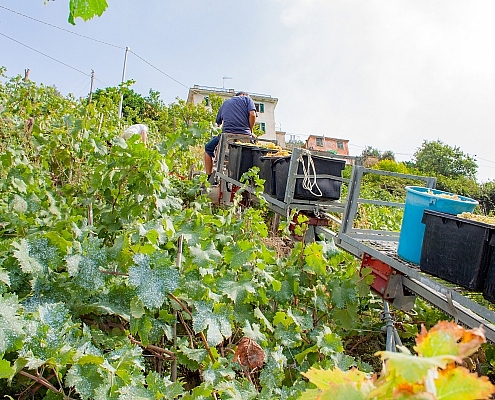 Grape harvest on the terraces in the Cinque Terre, Italy • m24o Grape harvest with the trenino on the terraces in the Cinque Terre, Italy
