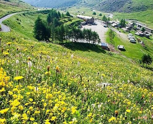 Hiking in Piedmont, Pian Regina • m24o Piedmont Hiking path with view to Pian Regina, lush alpine meadows with flowers