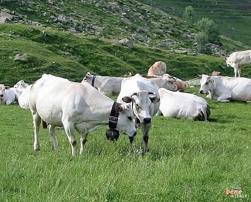 Piemont-Kühe • m24o auf der Weide im oberen Piemont