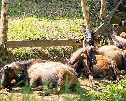 Auf dem Bauernhof in Bagaggera werden vom Hersteller frische Produkte verkauft • m24o Bauerngut Bagaggera Lombardei, im Hofladen frische Produkte sind vom Hersteller verkauft