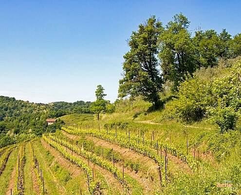 Wine growing on the slopes of the pyramids of Montevecchia • m24o Hiking to the pyramids of Montevecchia in Valle Corone, Lombardy