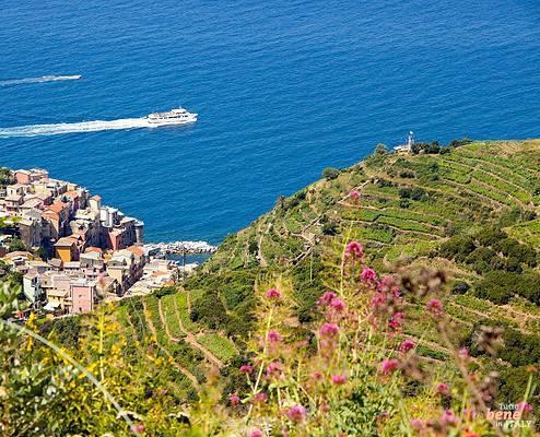 Manarola from Costa Corniolo, Cinque Terre