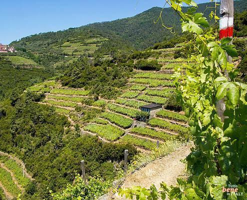 Cinque Terre Wanderweg nr. 506 durch die Weinberge nach Groppo • m24o Cinque Terre Wanderweg nr. 506 durch die Weinberge nach Groppo