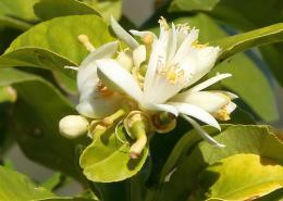 Orange blossom • m24o Orange blossom