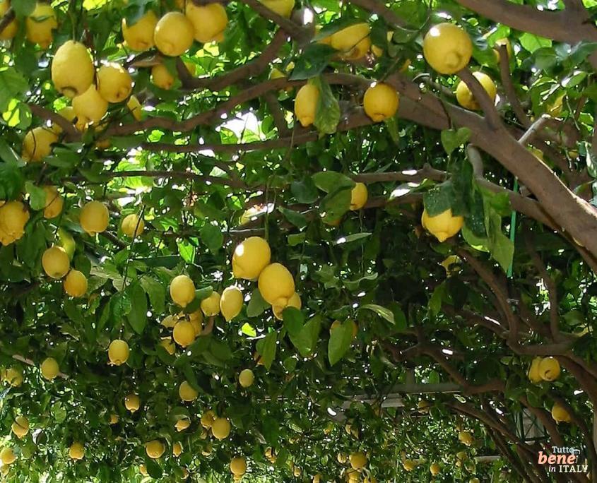 Maiori romantischer Ort unter dem Zitronenbaum • m24o Maiori romantischer Ort unter dem Zitronenbaum