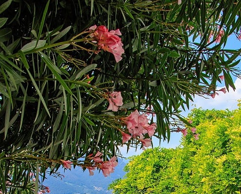 Romantischer Iseo See • m24o Romantischer Iseo See