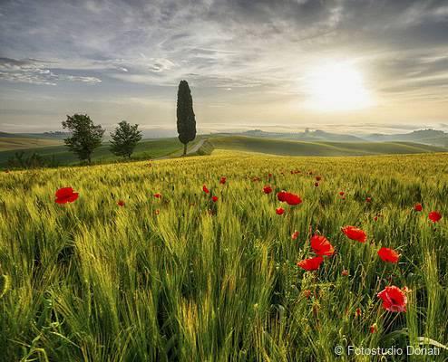 Field of poppies in Tuscany • Fotostudio Donati Field of poppies in Tuscany