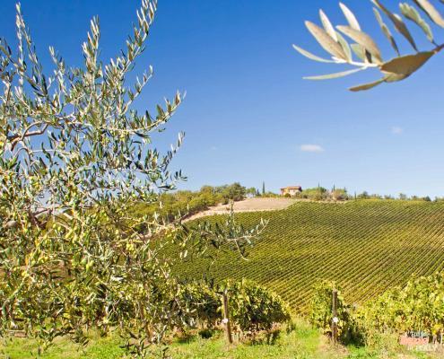 Landscape of Tuscany • m24o Vines near San Gimignano