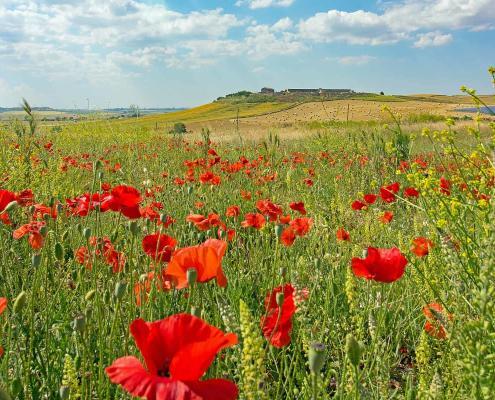 Puglia Poppy field Murgia - best palce for yoga retreat in Apulia