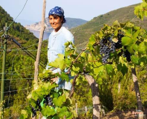 Cinque Terre Wine harvest • m24o Cinque Terre wine
