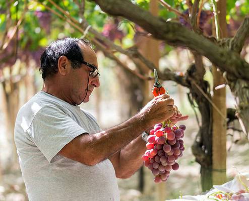 Sicily Wine Farmer