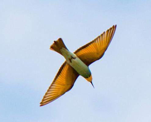 European bee-eater