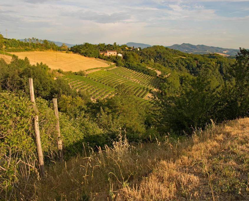 Piedmont with Wine growing in Italy, the region of slow food