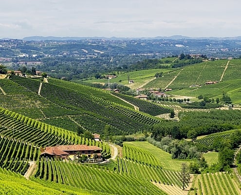 Vineyards near Barbaresco, Cuneo, in Langhe, Piedmont • ©Claudio Colombo - stock.adobe.com Vineyards in the Langhe near Barbaresco and Alba, Cuneo, Piedmont, Italy, at summer