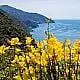 Mediterrane Flora mit Ginster in den Cinque Terre