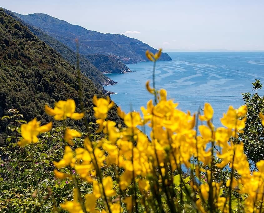 Mediterranean flora with gorse in the Cinque Terre