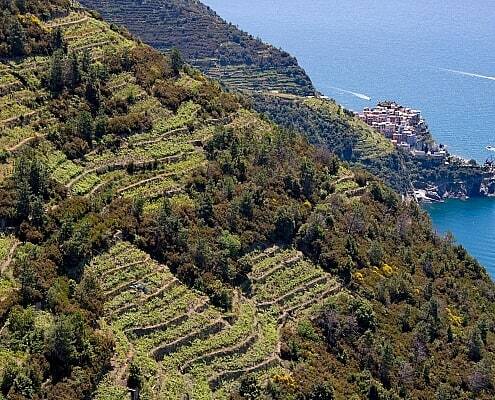 Wine terraces above the cliffs in the Cinque Terre, Italy