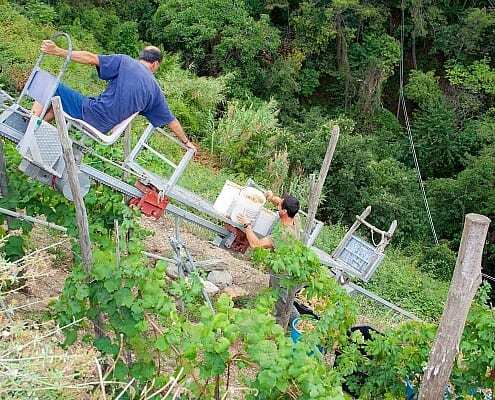 The grape harvest with the Trenino is a challenge on the steep slopes of the Cinque Terre
