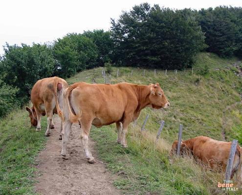 Hiking path to with cows Monte Antola • m24o Hiking path to with cows Monte Antola