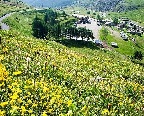 Piedmont Hiking path with view to Pian Regina, lush alpine meadows with flowers