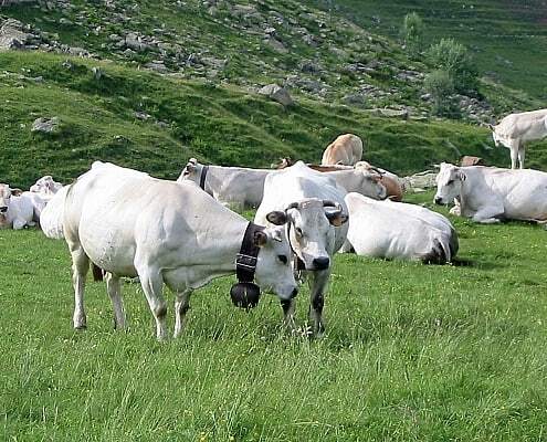 Piedmontese cattle in the pasture at the Monviso in upper Piedmont