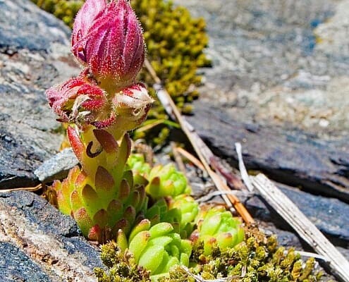 Flora in the Swiss Alps, Bregaglia Valley