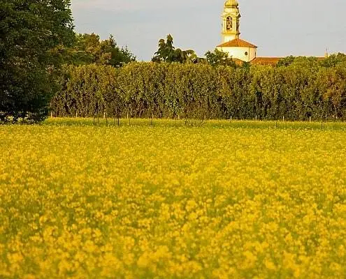 Landwirtschaft in der fruchtbaren Po-Ebene in der Lombardei