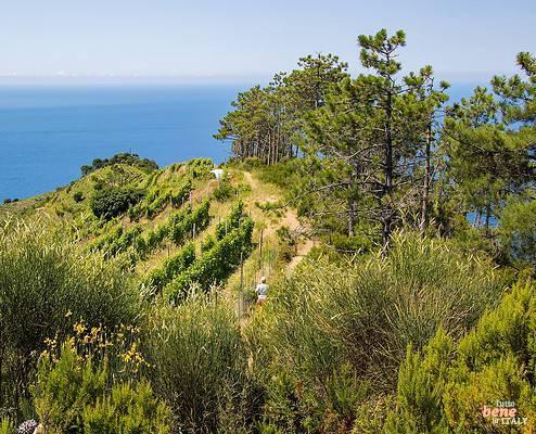 Cinque Terre Wanderweg zu Costa Corniolo • m24o Cinque Terre Wanderweg zu Costa Corniolo