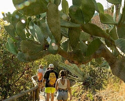 Cinque Terre hiking path with prickly pear