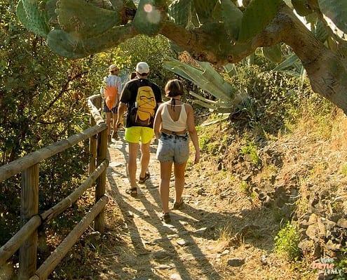Cinque Terre Wanderweg durch indische Feigen • m24o Cinque Terre Wanderweg durch indische Feigen