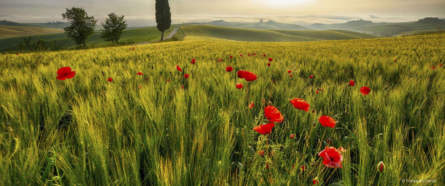 Feld mit Mohnblumen in der Toskana