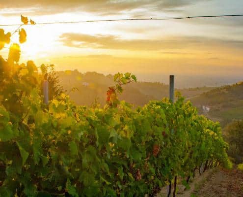 The Italian region Piedmont is for lovers of wine and gourmet