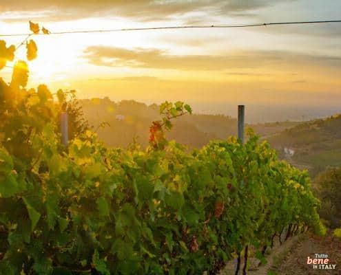 Piemont Landschaft mit Weinbergen • m24o Die italienische Region Piemont ist für Liebhaber von Wein und Gourmet
